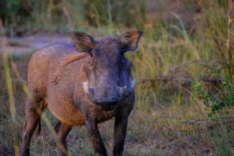 Второй очаг африканской чумы свиней выявлен на востоке Калужской области  