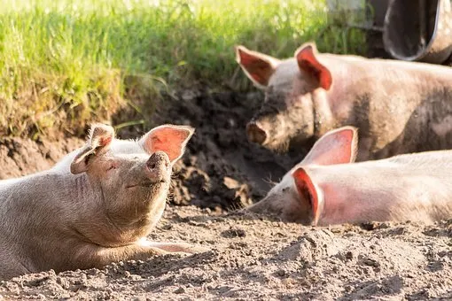 Вспышка африканской чумы свиней зарегистрирована в Калужской области  