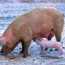 Карантин по африканской чуме свиней снят в трех районах области и Калуге