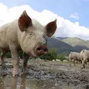 В четырех калужских районах снят карантин по чуме свиней