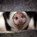 В Калужской области за год зафиксировано 17 вспышек чумы свиней