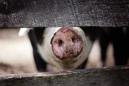 В Калужской области за год зафиксировано 17 вспышек чумы свиней