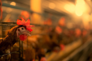 В Калужской области распространяется высокопатогенный грипп птиц