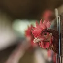 В Калужскую область птичий грипп попал с больной птицей из других регионов