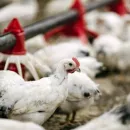 В Калужской области еще в двух населённых пунктах есть подозрение на птичий грипп