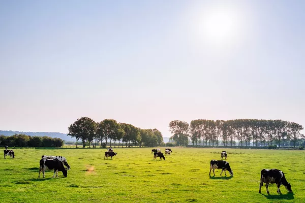 Случаи лейкоза крупного рогатого скота выявлены в Калужской области