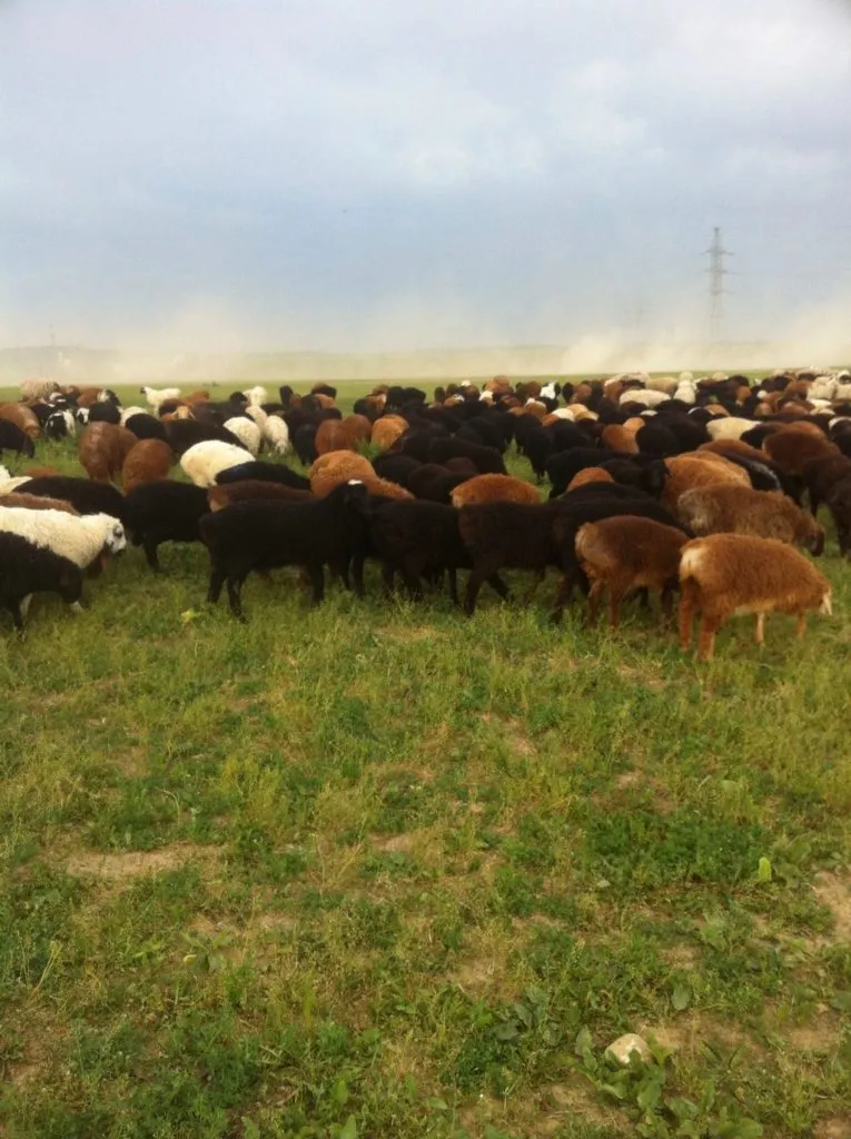 бараны курдючные, живым весом  в Калуге и Калужской области 7