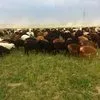 бараны курдючные, живым весом  в Калуге и Калужской области 7