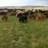бараны курдючные, живым весом  в Калуге и Калужской области 6