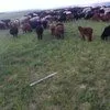 бараны курдючные, живым весом  в Калуге и Калужской области 5