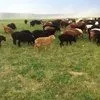 бараны курдючные, живым весом  в Калуге и Калужской области 4