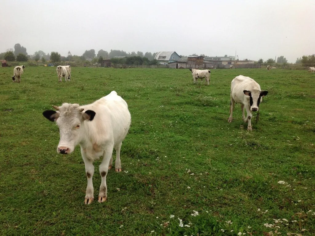 мясо говядина, коровы, телята, быки в Москве 5