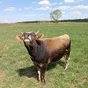 продаю бычков в Калуге и Калужской области 10