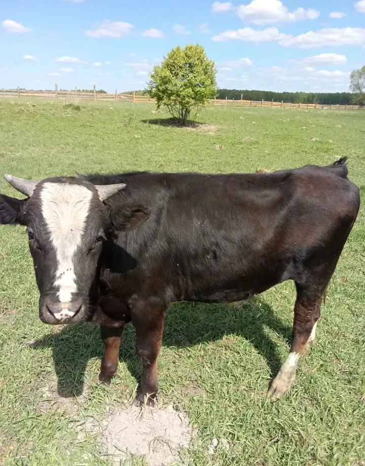 продаю бычков в Калуге и Калужской области 9