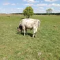 продаю бычков в Калуге и Калужской области 6