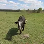 продаю бычков в Калуге и Калужской области 2